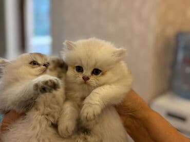 şotlan pişik: Şotland yastı qulaq, Erkək, Dişi, Yaxşı əllərə, Ünvandan götürmə, Pulsuz çatdırılma, Ödənişli çatdırılma — 220