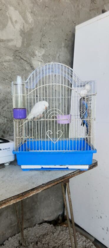 Tutuqusu qefesle 30 manat