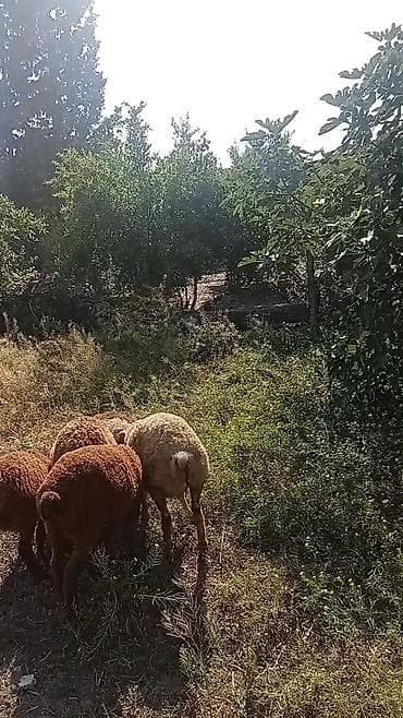 itlerin satisi bakida: 5 başdi 3 erkeydi 2si dişi 190 deylir riyal alcyla razlşacam ciddi — 3