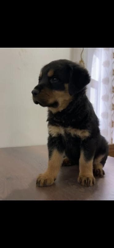 Rotveyler, Peyvəndli