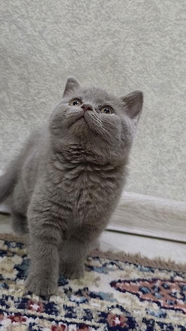 silver şinşila: Şinşilla, Dişi — 3