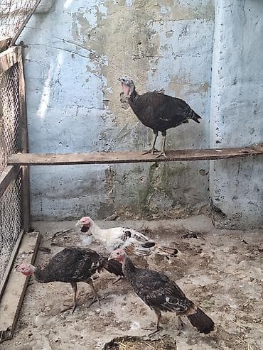 avcarka satisi: Salam 1 ana 3 ədəd 4 aylıq hinduşqa balası satıllr real alıcıya — 3