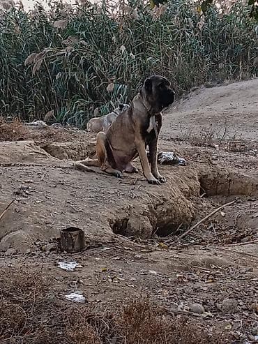 heyvan satişi: Kanqal, Dişi — 2