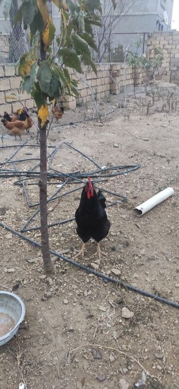 3 toyuq 3 gune 3 yumurta: Salam.yalniz qaralar satilir 7 ayligdilar hec bir prablemi yoxdu — 4