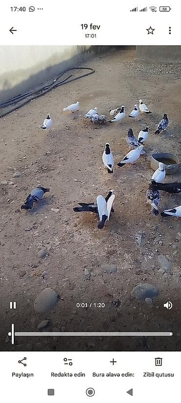 Göyərçinlər: Təcili satılır.0518516171 — 1