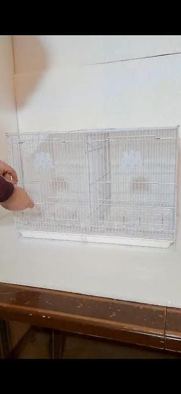 it qovan aparat: Papuqay tutu quwu satiram cutdu yumurtalamaga hazirlawirlar. spenqil — 3