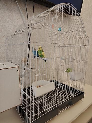 ucuz inek: Dalğalı tutuquşular üçün geniş tel qəfəs quşlarla birgə satılır - — 1