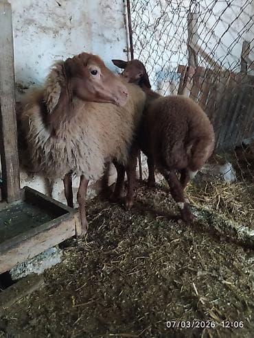 Toyuqlar: Qoyun və quzu cütü - Ana qoyun: yerli ətlik-yunlu tip, açıq-qəhvəyi — 2