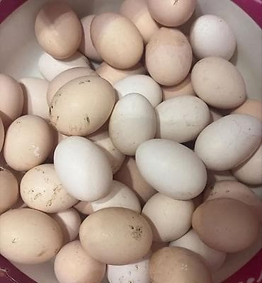 tort 6 kg: Heyratı yumurtası satılır kimler isdese yazsın — 1