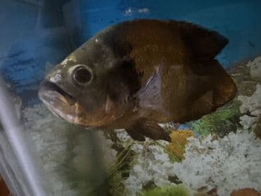 İtlər: Oskar balığı, Yırtıcı — 2