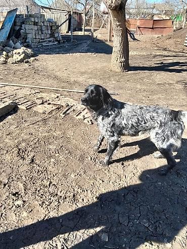 xamilyon heyvan: Təcili satılır.İngilis setteri.3 yaş 7 aylığdı.Ov görüb — 4