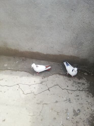 jako tutuquşusunun digər adı: Ağ rəng üstünlüklü iki gözəl ev göyərçini cütü. - Rənglər: biri — 2