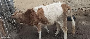 broyler toyuqları satisi: Məhsul: Buzağılar (2 ədəd) Təsvir: - Şəkillərdə iki baş sağlam, yerli — 5