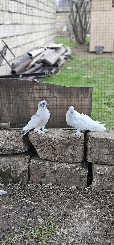 iran qusu: Disi erkwy — 2