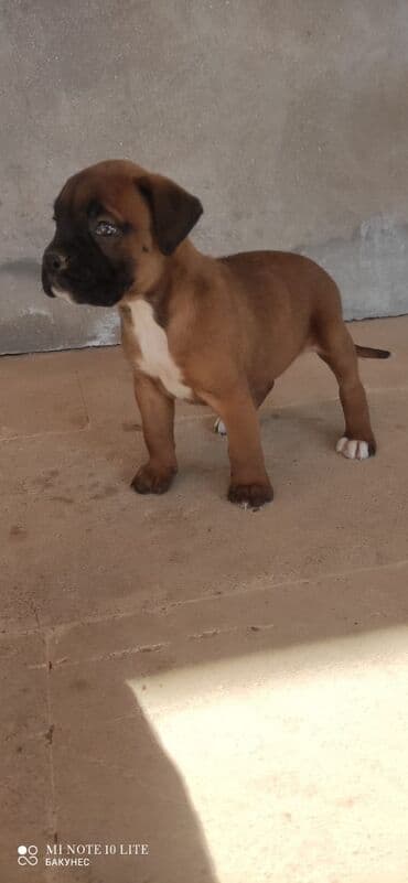 bala afcarka: Bokser, 1 ay, Erkek — 4