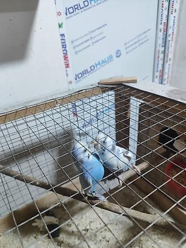 tutuquşu qiyməti: Hazır yumurtayan cür papuqaylar. Qəfəslərimdə yaponka toyuq saxlayacam — 2