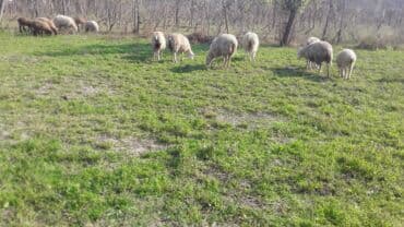 Коровы, быки: 8 ədəd quzıdı — 5