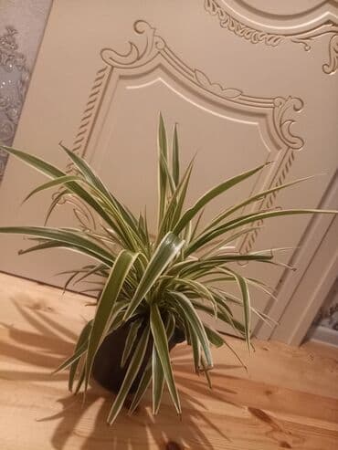 куплю комнатные растения: Gül6m — 4