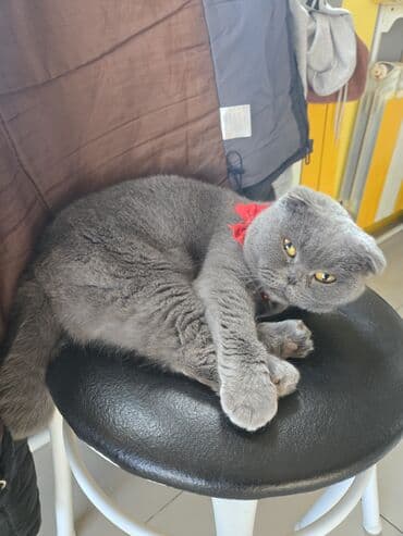 sfinks pişik qiymeti: Şotland yastı qulaq, Dişi, Yaxşı əllərə, Ünvandan götürmə, Ödənişli çatdırılma — 1