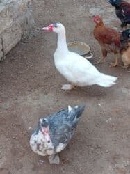 Inəklər, öküzlər: Erkək, | Lal ördək, Ətlik — 4