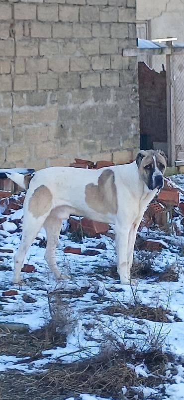 alabay iti satisi: Qurdbasar, 1 il, Erkek, Peyvəndli, Ödənişli çatdırılma — 5