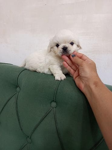 İtlər: Pekines — 6