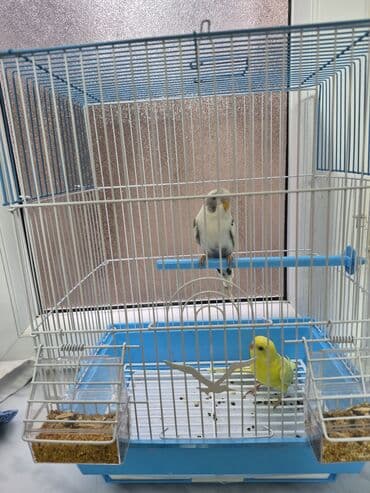 pomeranian spitz satisi: Popuqay 2 eded Dünen alinib. Qefeside yenidir Uşaq ders oxumadigi — 7