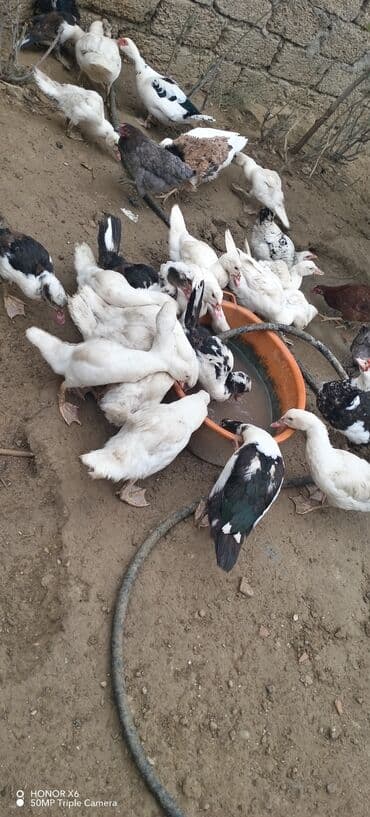 zumrud ordək: Məhsul: Muskovi (Hind) ördəkləri – müxtəlif rənglərdə sürü Təsvir: - — 16