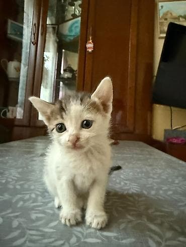 il: Yaxşı əllərə — 1