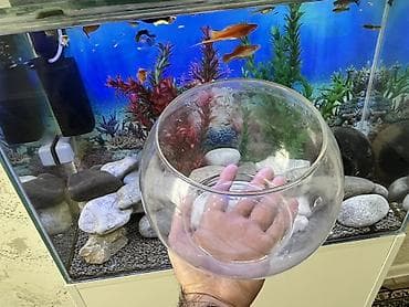 Yumru akvarium, Boş, 3 l, Ödənişli çatdırılma