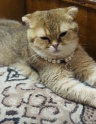 pişiy balası: Qızıl şinşilla, Erkək, Dişi, Yaxşı əllərə — 6