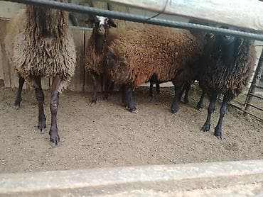 qoyun qala: Erkək, il: 1, Ətlik — 7