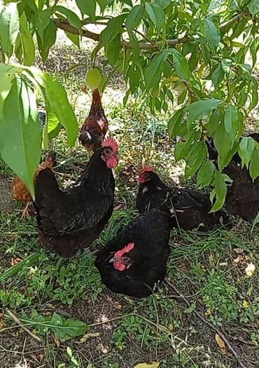 çoban iti satisi: Avstroloq toyuqlarinin yumurtasi 1 manata satilir temiz qandi — 2