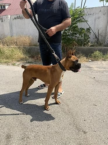 heyvan: Bokser, 7 ay, Erkek, Sənədli, Pulsuz çatdırılma — 1