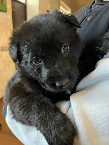 alman afçarkası: Alman çoban iti, 2 ay, Erkek, Sənədli, Pulsuz çatdırılma, Ödənişli çatdırılma — 2