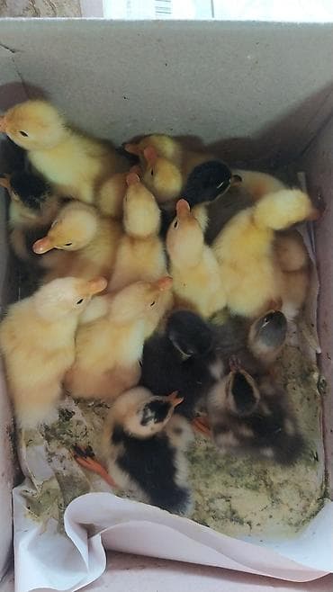 cins xoruz harada banlayır: Məhsul: ördək balaları (cücələr) 70 ədəd tam sağlam çatdırılma — 1