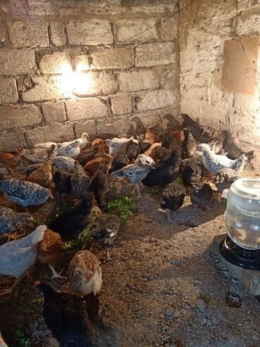 Toyuq cücələri, Ətlik