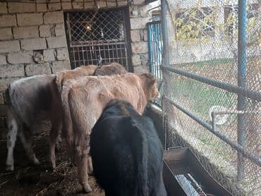 simmental inək cinsi: Məhsul: Dana (gənc iribuynuzlu heyvanlar) Təsvir: - Şəkillərdə bir — 6