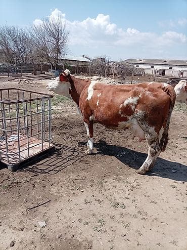 şvis inək: Südlük inək – 4 baş - Cins: qarışıq südlük (qara-ağ və ağ-qəhvəyi — 6