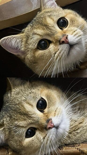 britan pişiyi: Britan — 4