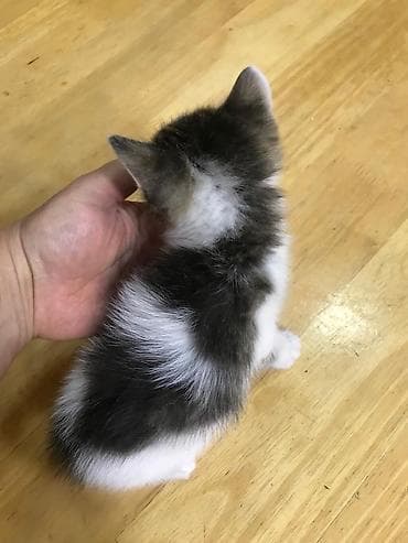 tuksuz pişik: Şotland yastı qulaq — 8