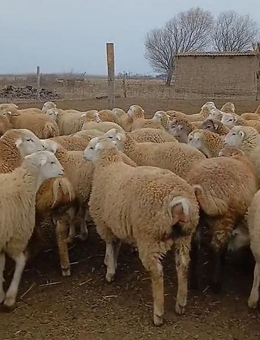 qoyun satşı: Dişi, il: 1, Damazlıq, Pulsuz çatdırılma — 6