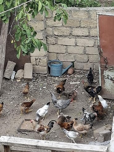 Toyuq, Damazlıq lalafo.az -da Toyuq, Damazlıq