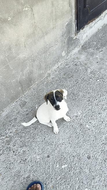 doberman balası: Zvonok, 4 ay, Erkek, Ünvandan götürmə — 3
