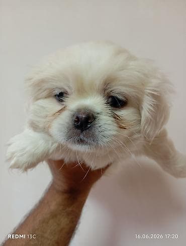 spitz it: Pekines — 1