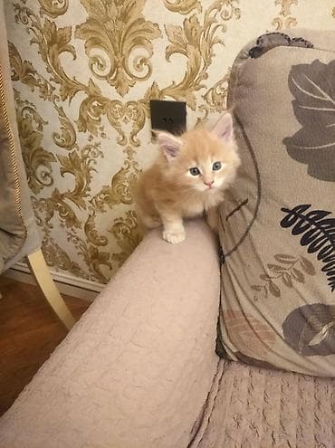 heyvanlar: Продаются котята 1 месячного возраста. Чистокровные майнкуны. За — 3