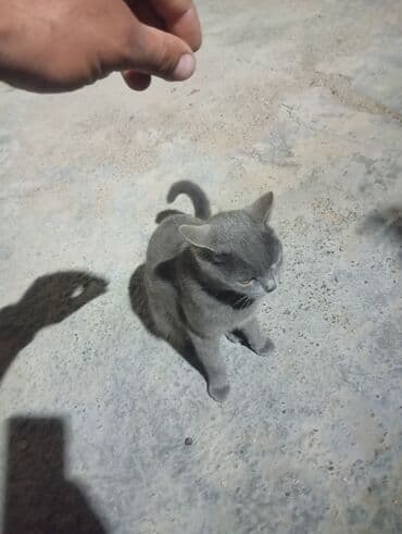 русская голубая кошка цена: Rus mavi, Yaxşı əllərə — 2