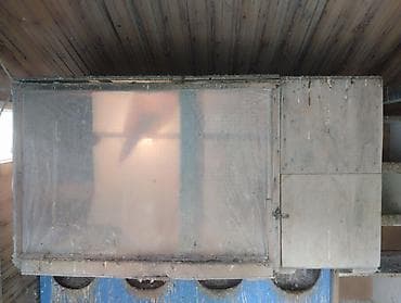 essek sekli: Korella (Cockatiel) cütləri və sürü – satılır - Növ: Korella — 1