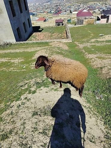 agdam xoruzu gence: Erkey toğulu satılır istəyən olsa yazsın video sun atım baxın real — 4