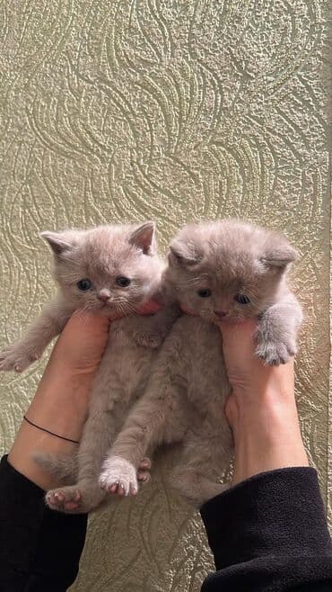 золотистый ретривер цена бишкек: В добрые руки — 1